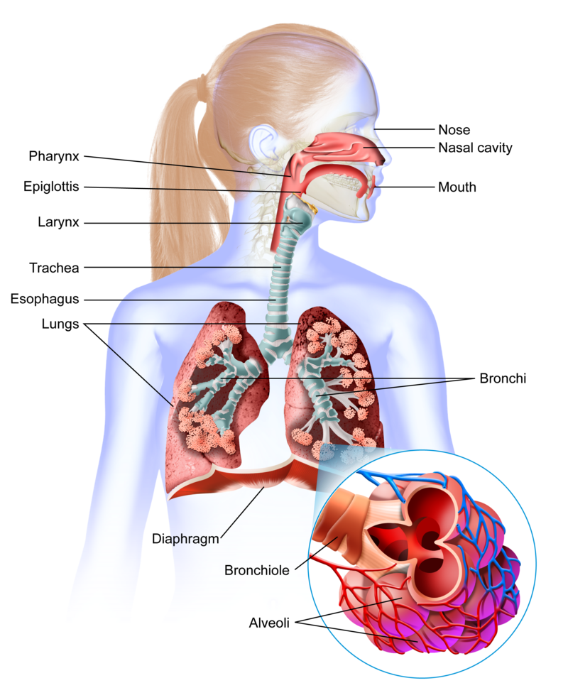 lungs clipart breathing rate