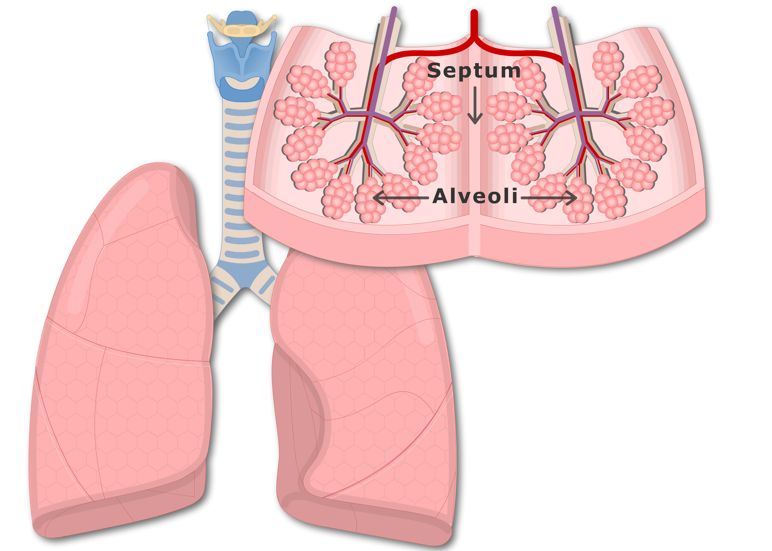 lungs clipart bronchi