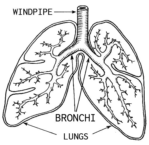 lungs clipart bronchi