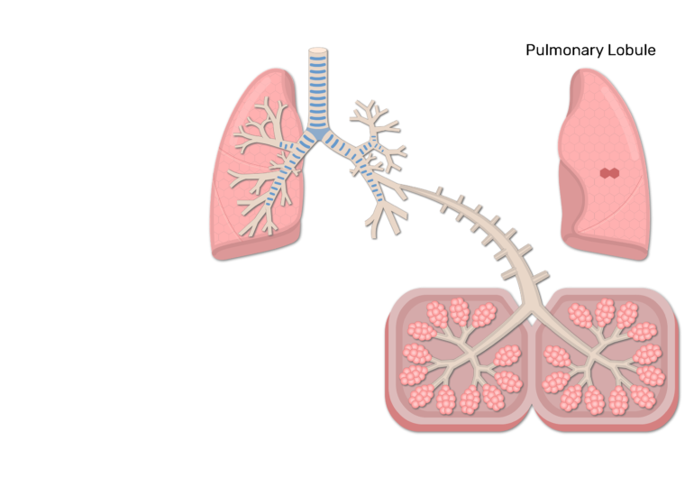 Lungs bronchi