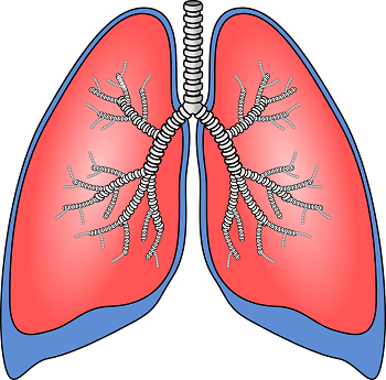 lungs clipart bronchitis