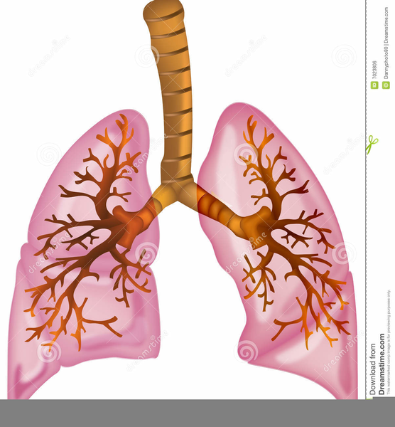 lungs clipart cartoon