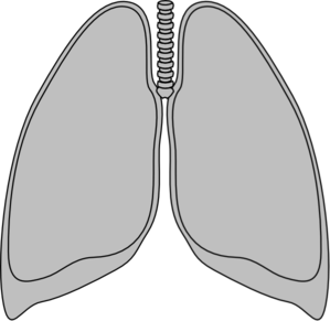 lungs clipart clear