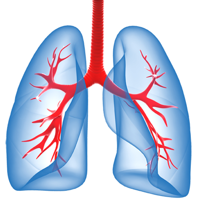 lungs clipart clear