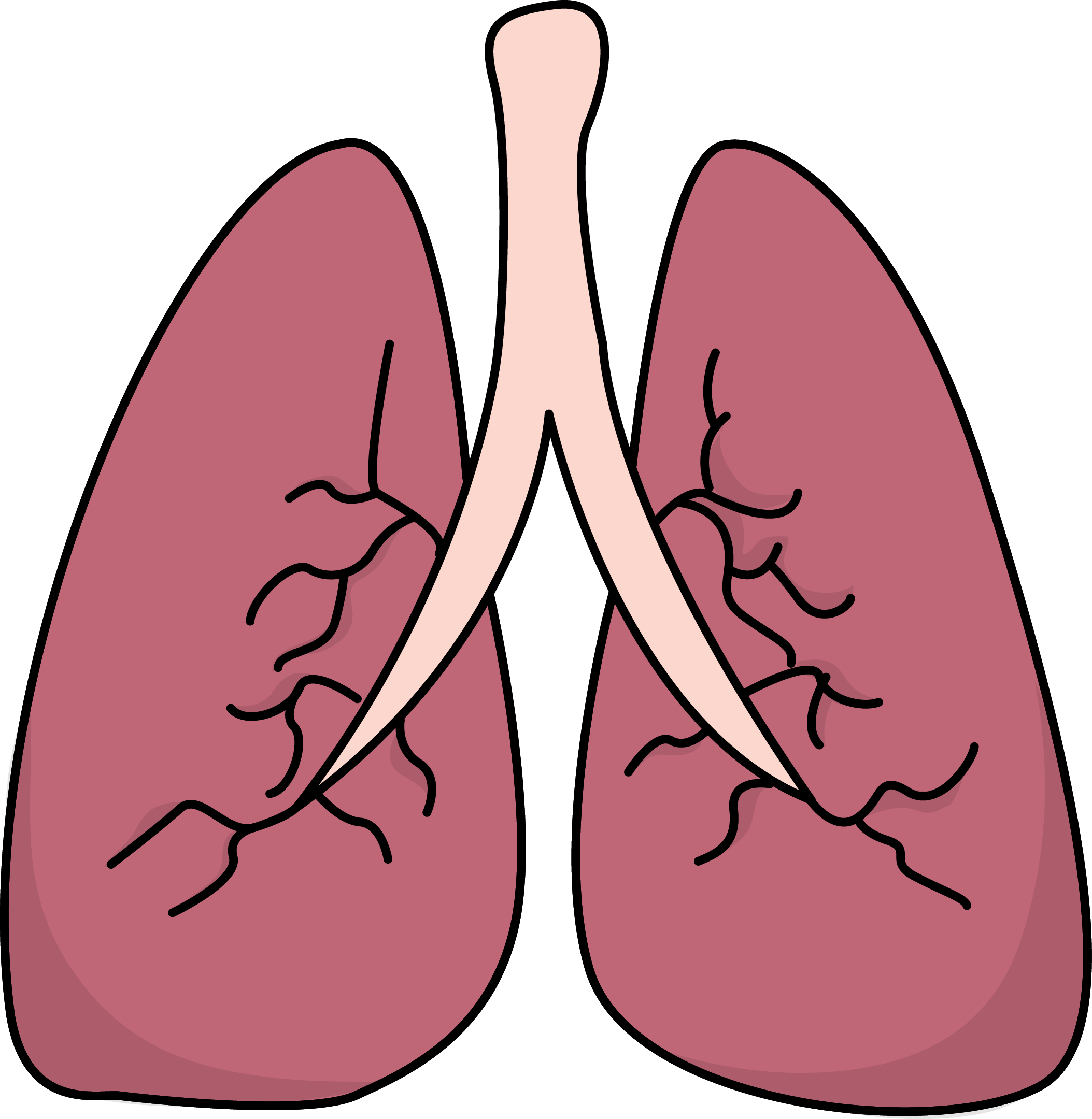 lungs clipart clear