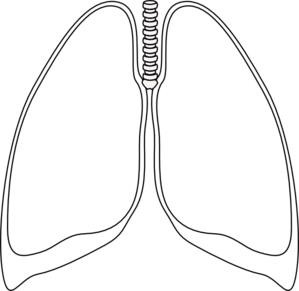 lungs clipart clear