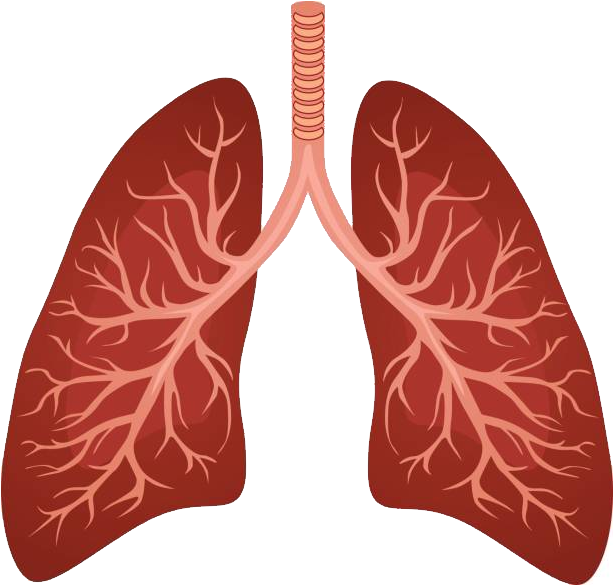 Lungs clipart clear, Lungs clear Transparent FREE for download on ...