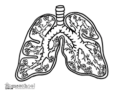 lungs clipart coloring page