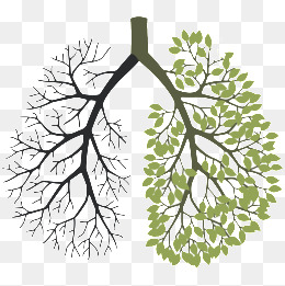 Lungs clipart damaged lung. Pattern png vectors psd