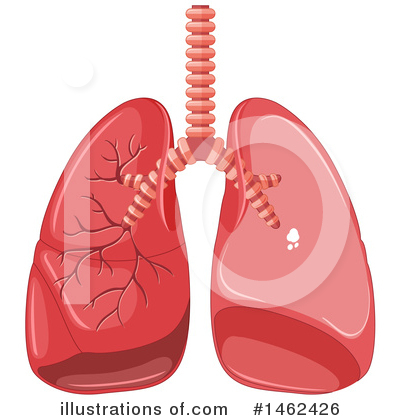 lungs clipart detail