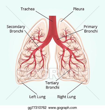 lungs clipart diaphragm