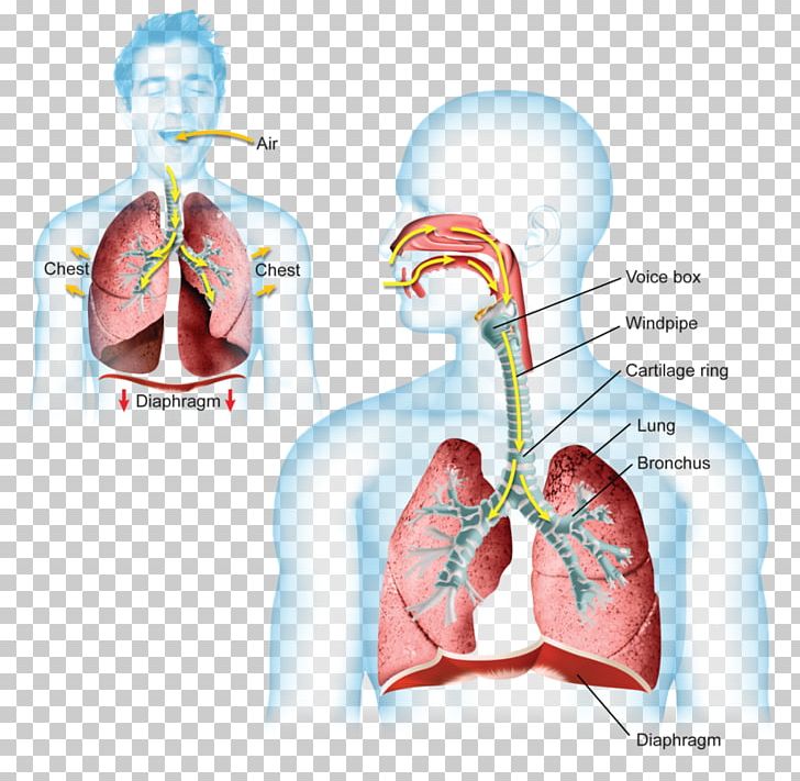 lungs clipart diaphragm