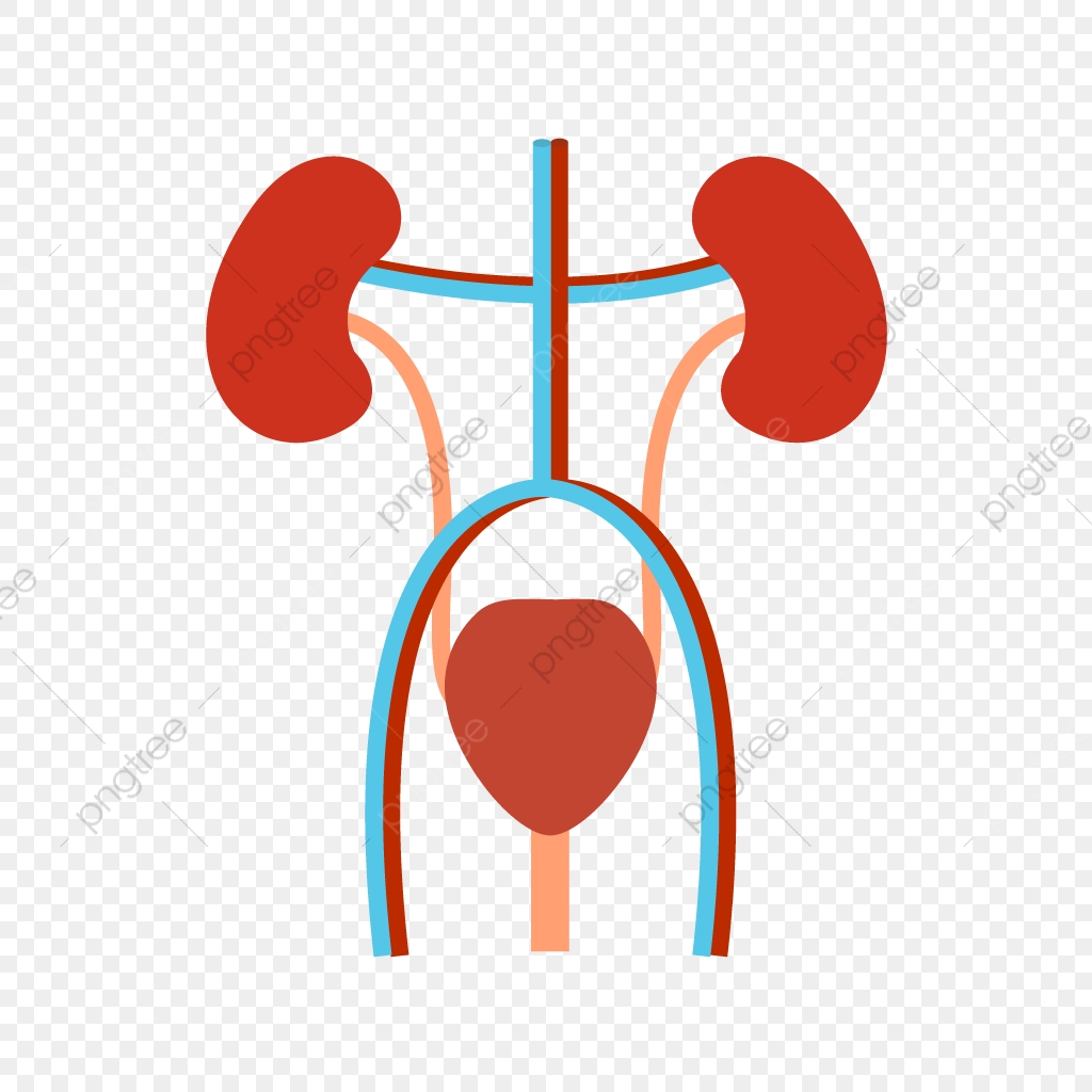 Flat multi color icon. Lungs clipart excretory system