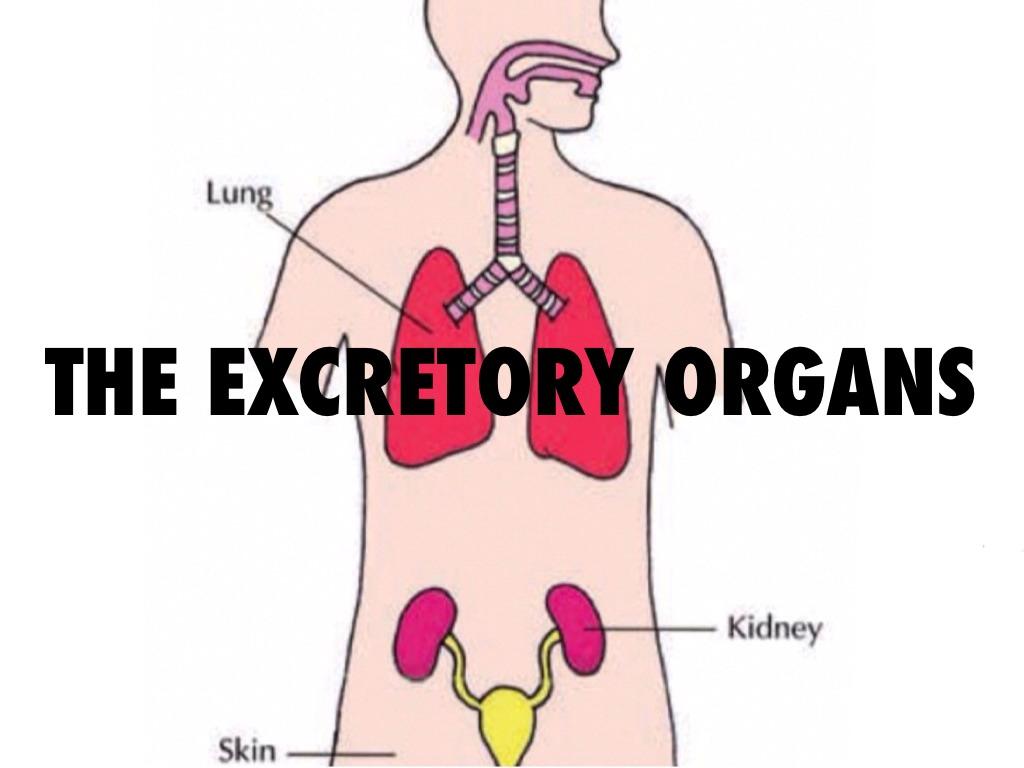 lungs clipart excretory system