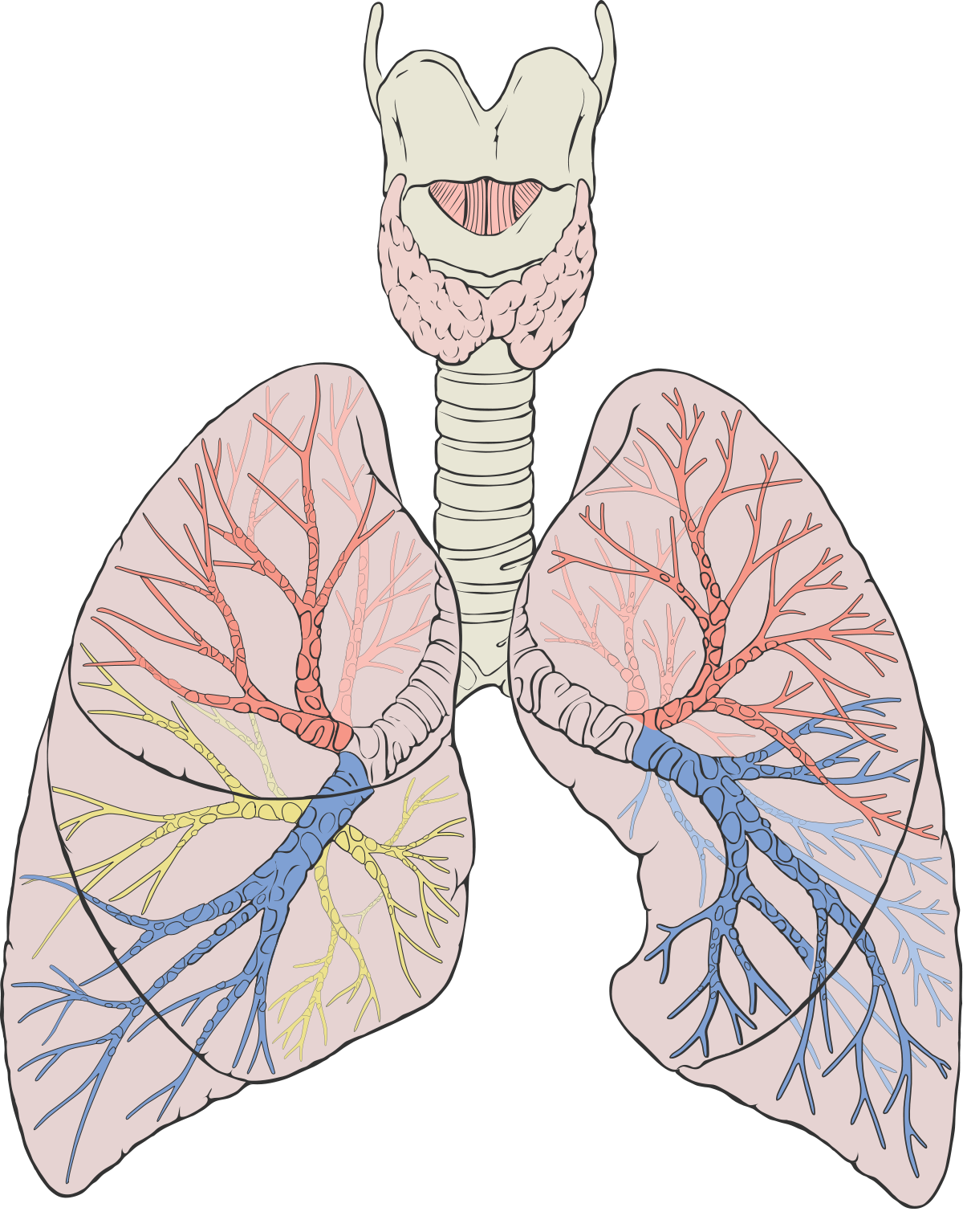 Lung wikipedia . Lungs clipart heart blood vessel