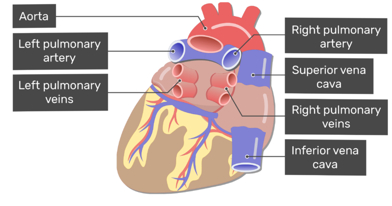 Major vessels of the. Lungs clipart heart blood vessel