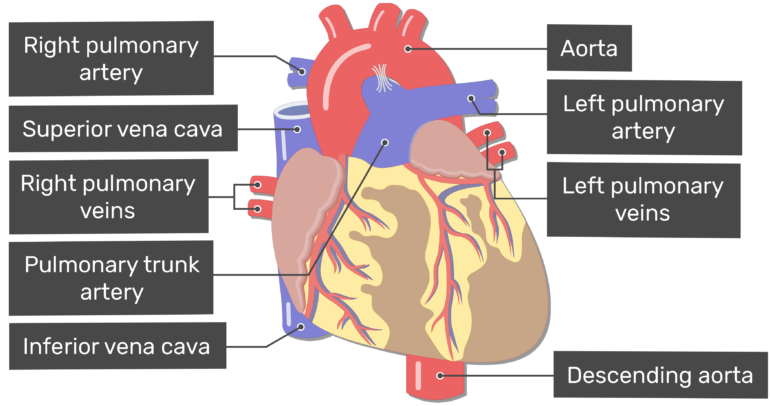Lungs clipart heart blood vessel. Major vessels of the