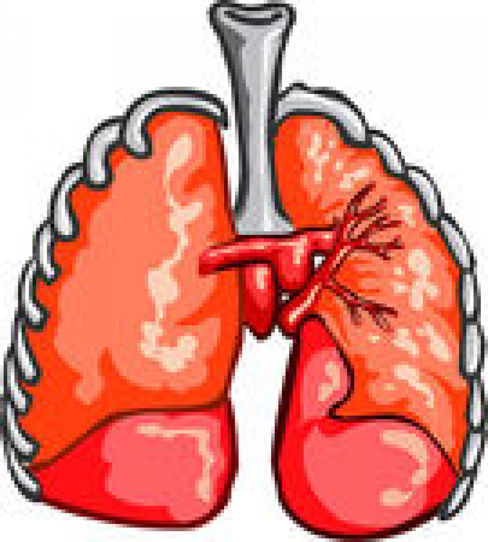 lungs clipart heathy