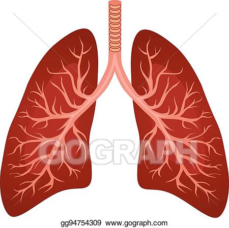 lungs clipart human body