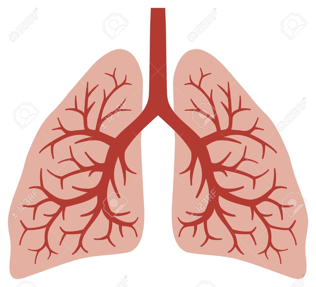 Stock vector crafts anatomy. Lungs clipart human lung