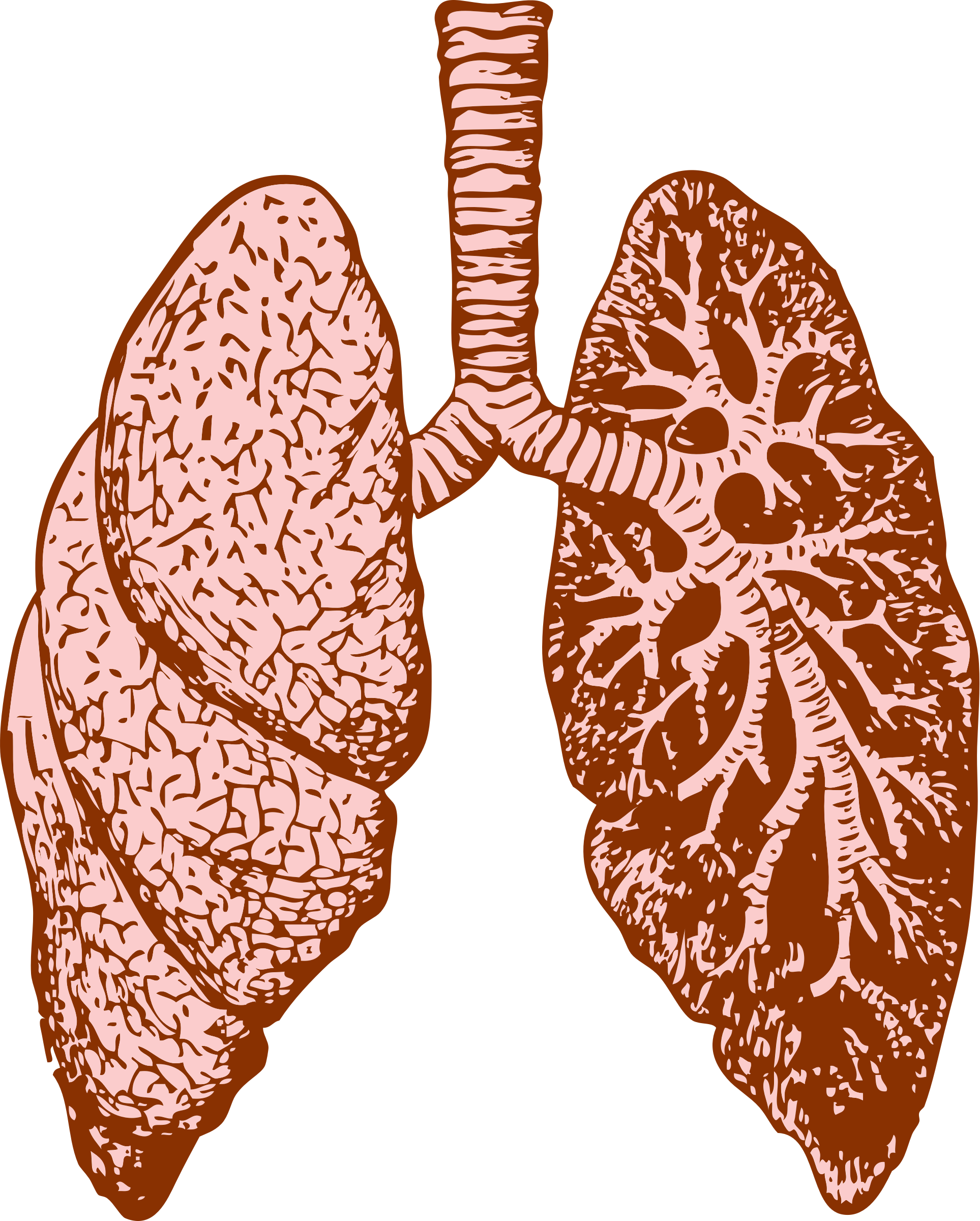 lungs clipart icon