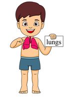 lungs clipart kid