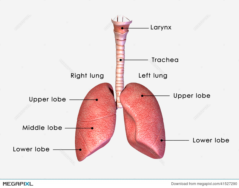 lungs clipart labeled