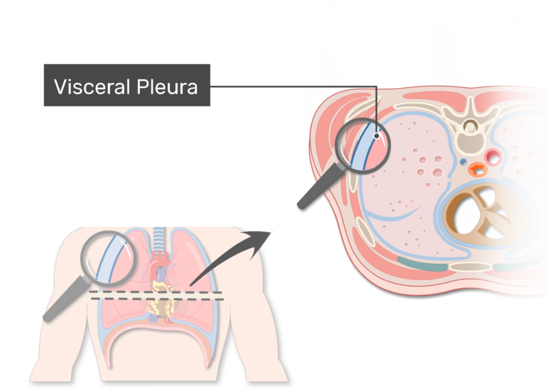 lungs clipart labeled