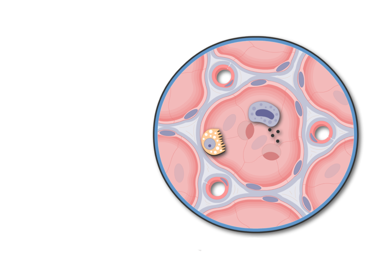 lungs clipart labeled