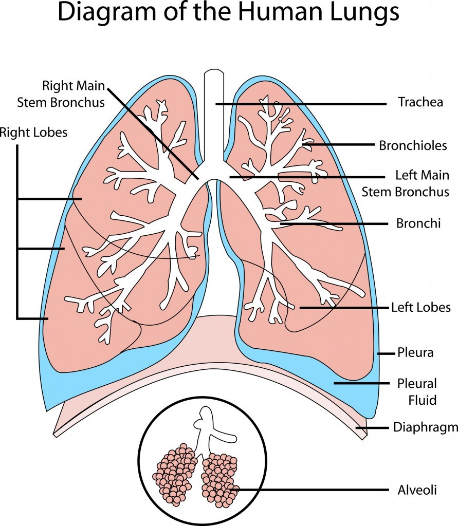 lungs clipart labeled