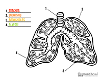lungs clipart labeled