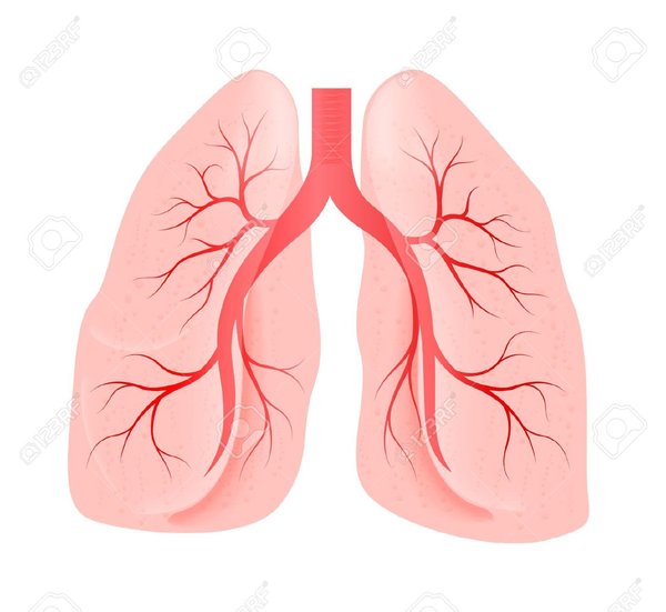 lungs clipart large