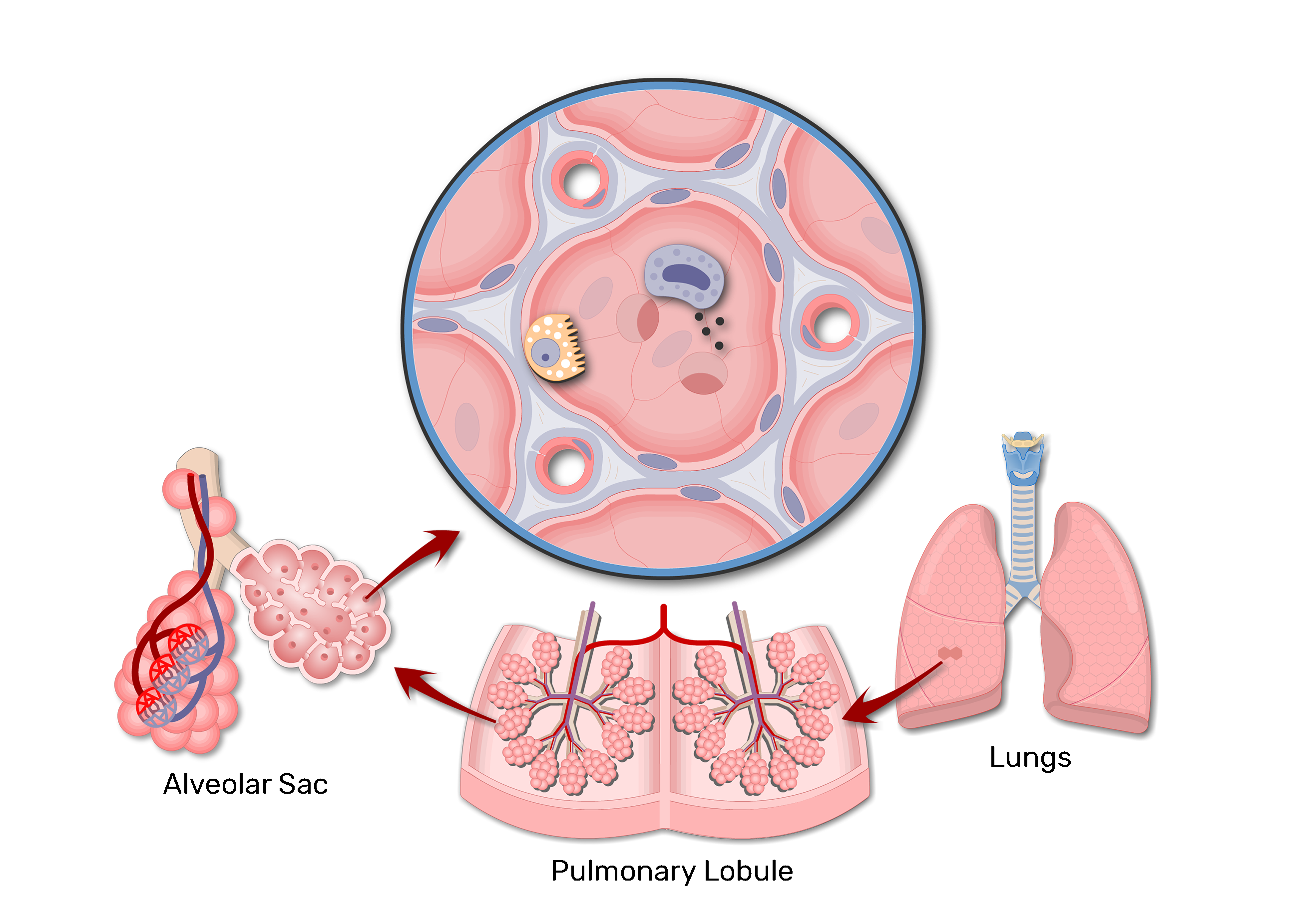 lungs clipart lung diagram