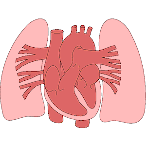 lungs clipart lung heart