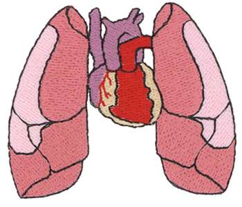 lungs clipart lung heart