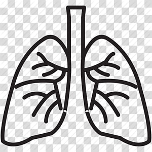 lungs clipart lung organ