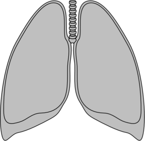 lungs clipart lung outline