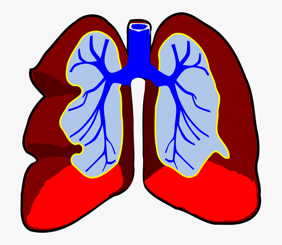 Lungs clipart one. Organ biology respiratory system