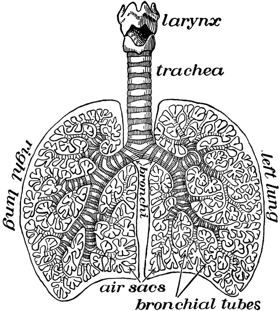 The etc . Lungs clipart one