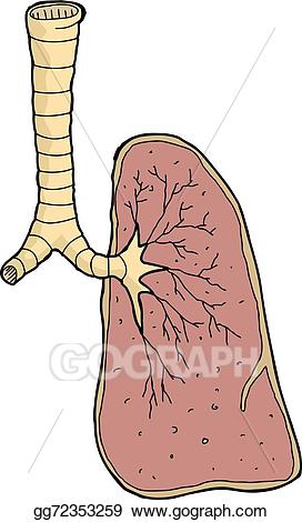 Vector art human lung. Lungs clipart one