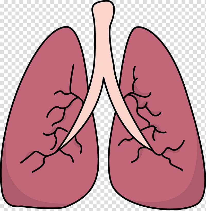 lungs clipart pink