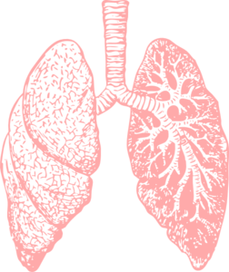 lungs clipart pink
