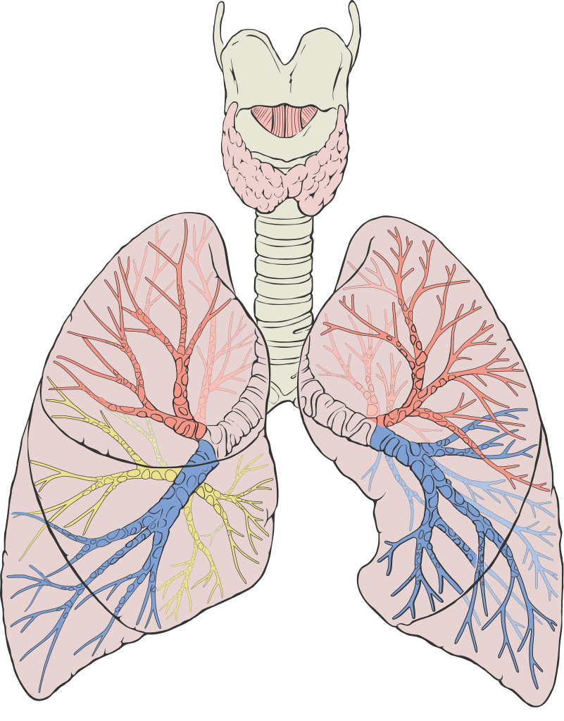 lungs clipart pneumonia