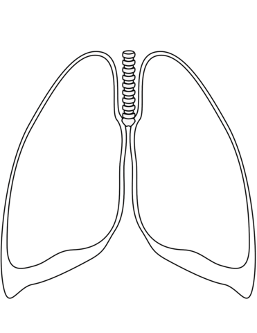 Lungs clipart printable. Coloring page free pages