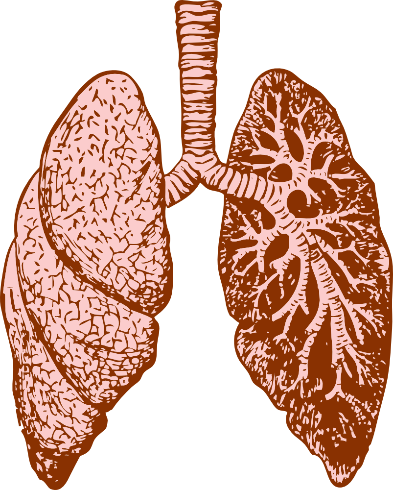 Lungs clipart printable. Onlinelabels clip art details