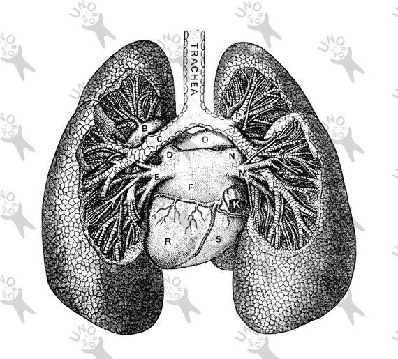 Antique image human anatomical. Lungs clipart printable