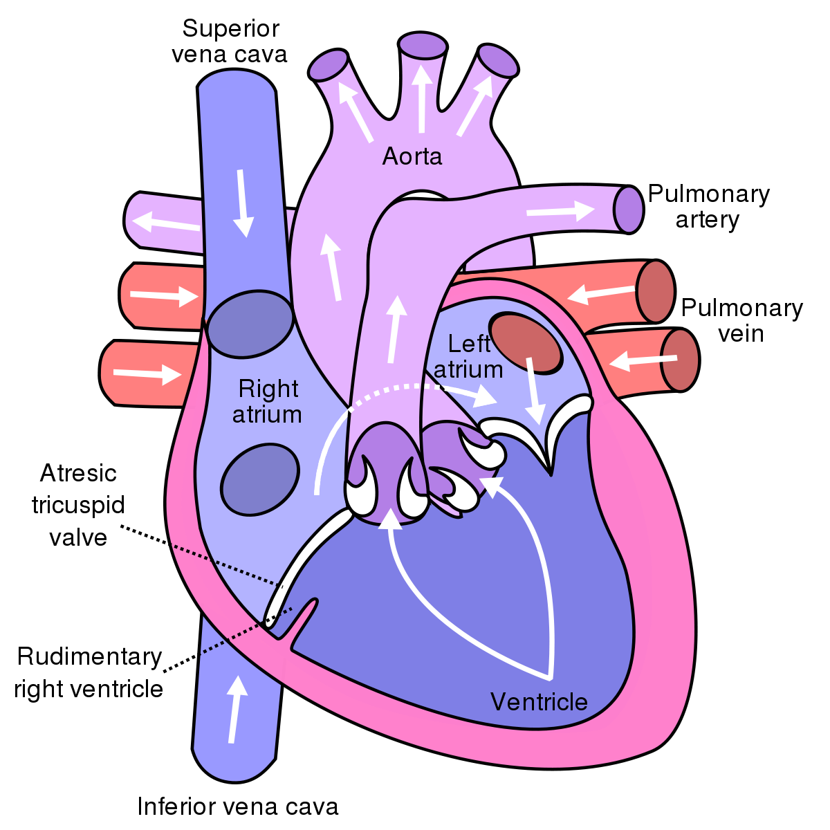 Lungs pulmonary circulation