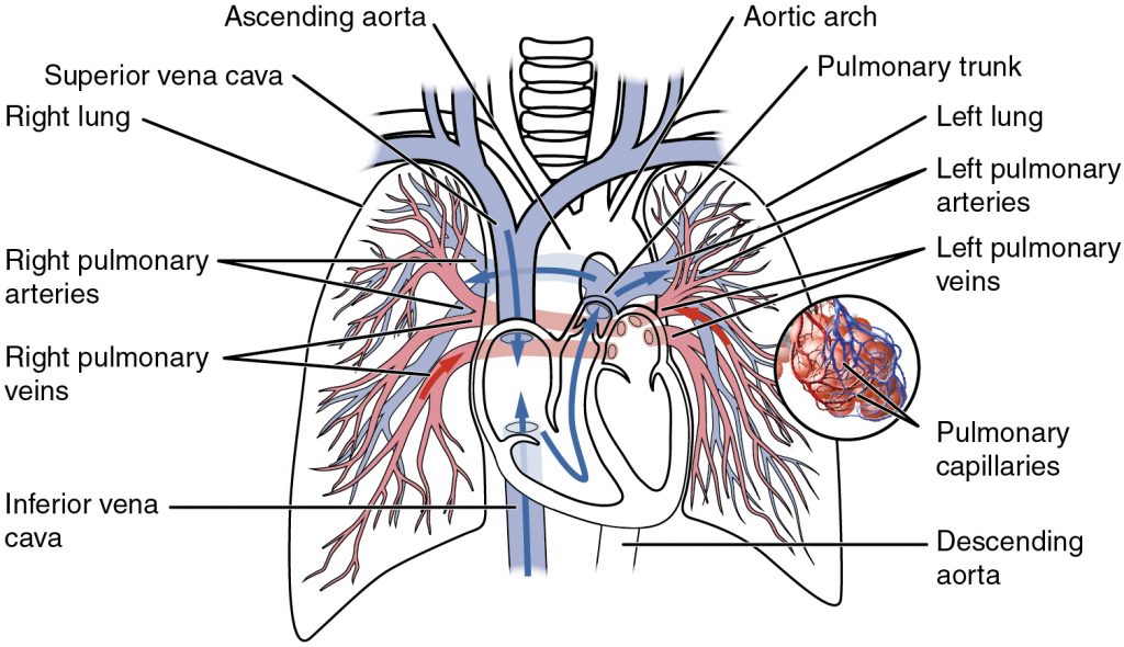 lungs clipart pulmonary circulation
