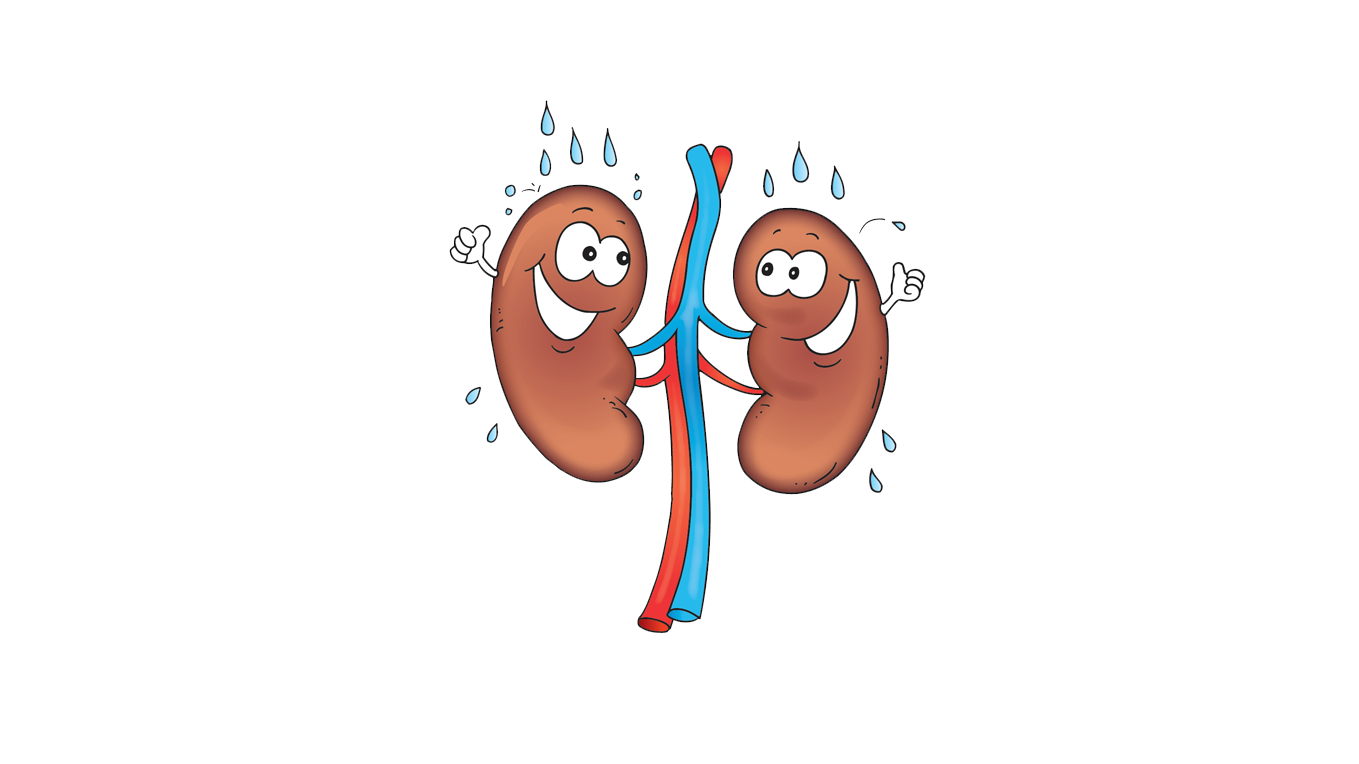 lungs clipart pulmonary circulation