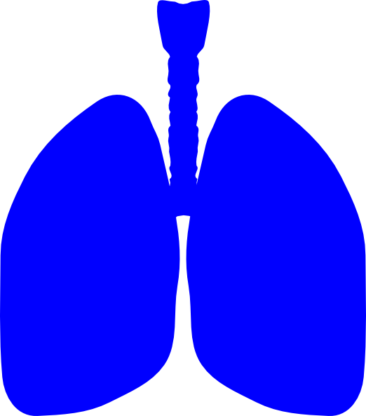 lungs clipart pulmones